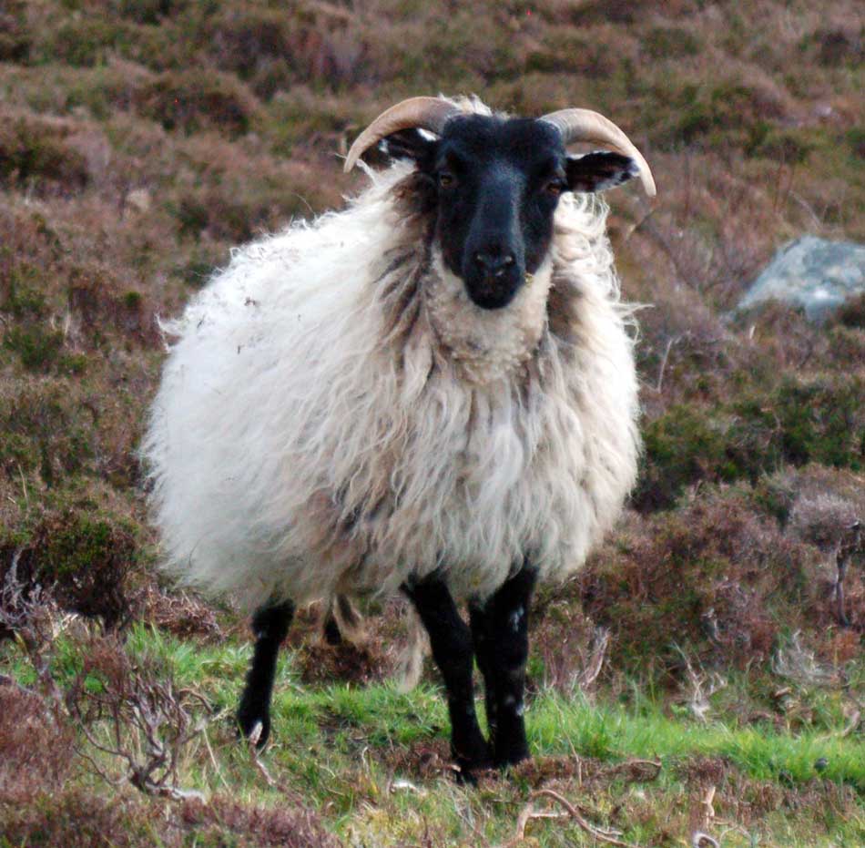 Irish Sheep Picture